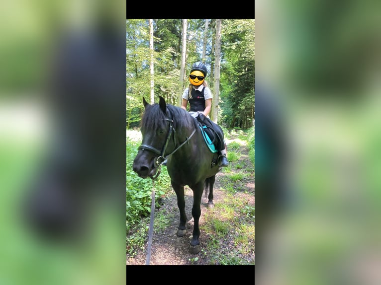 Hucul Gelding 9 years 13,2 hh Black in Seekirchen