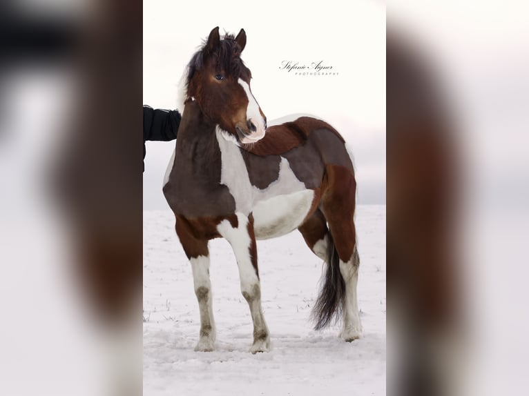 Hucul Gelding 9 years 13.2 hh Pinto in Yspertal