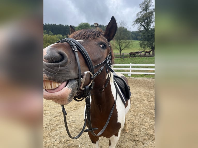 Hucul Gelding 9 years 13.2 hh Pinto in Yspertal