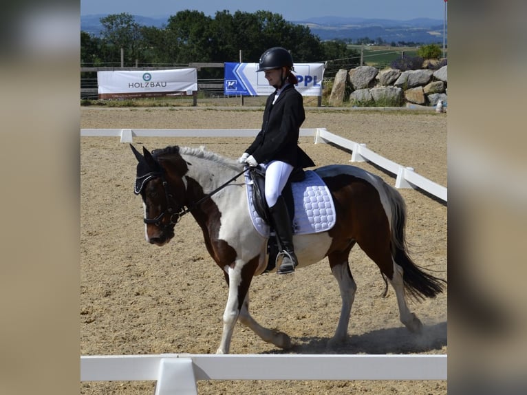 Hucul Gelding 9 years 13.2 hh Pinto in Yspertal