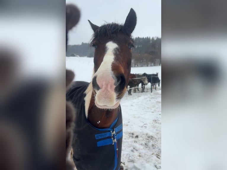 Hucul Gelding 9 years 13.2 hh Pinto in Yspertal