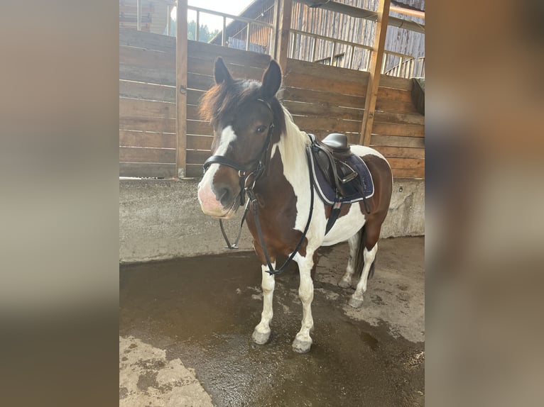 Hucul Gelding 9 years 13.2 hh Pinto in Yspertal