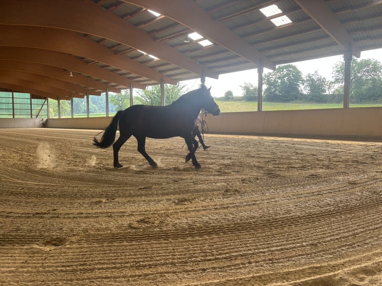 Hucul Mix Gelding 9 years 13.2 hh Smoky-Black in Groß-Umstadt