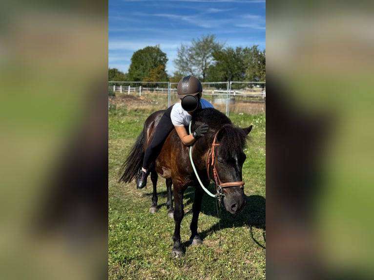 Hucul Mix Gelding 9 years 13.2 hh Smoky-Black in Groß-Umstadt