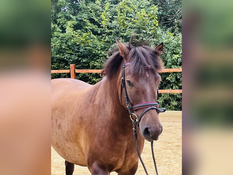 Hucul Gelding 9 years 14,2 hh Bay-Dark in Ursensollen