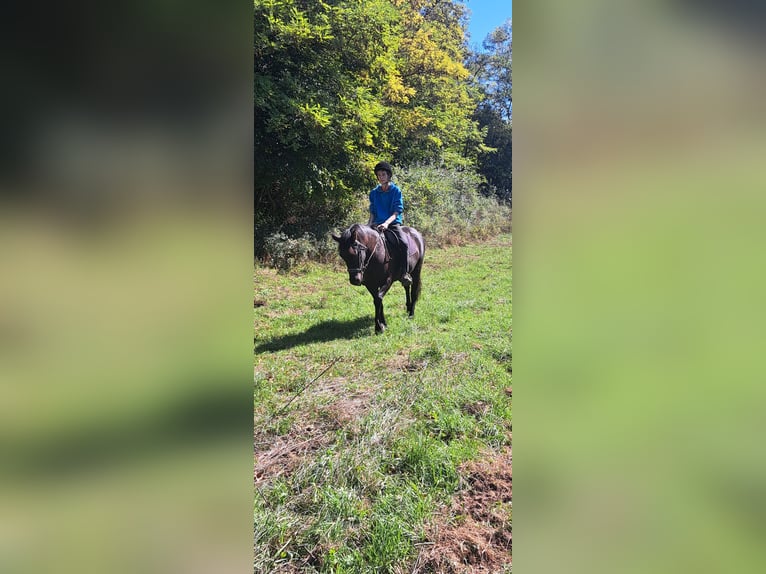 Hucul Gelding 9 years 14,2 hh Brown in Hidegkút