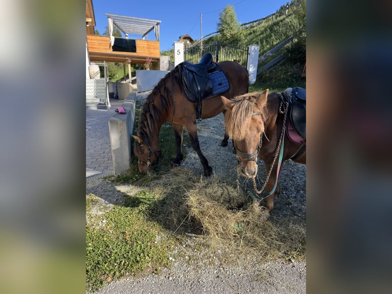 Hucul Gelding 9 years 14 hh Dun in Sankt Margarethen im Lungau