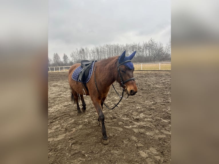 Hucul Gelding 9 years 14,1 hh Bay in Katowice