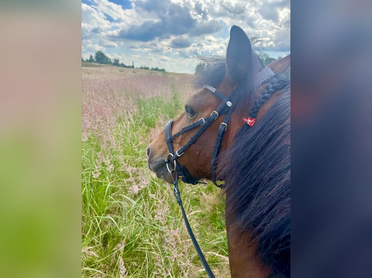 Hucul Gelding 9 years 14,1 hh Bay in Katowice
