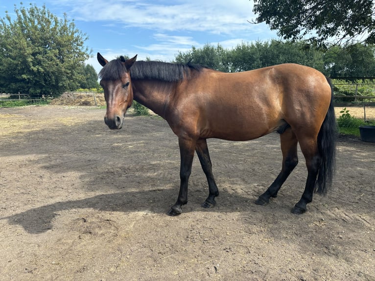 Hucul Gelding 9 years 14,1 hh Bay in Katowice