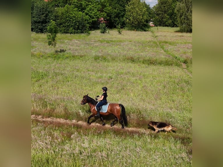Hucul Gelding 9 years 14,1 hh Bay in Katowice