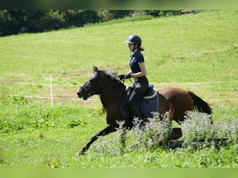 Hucul Gelding 9 years 14,1 hh Dun in Ramsau