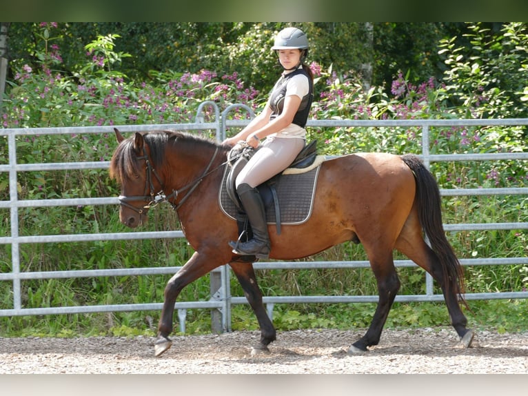 Hucul Gelding 9 years 14,1 hh Dun in Ramsau