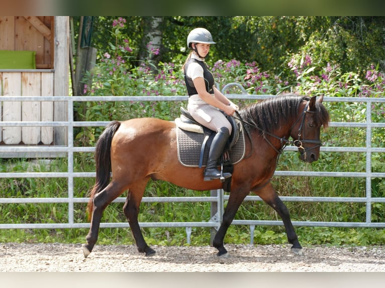 Hucul Gelding 9 years 14,1 hh Dun in Ramsau