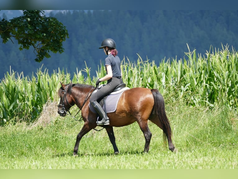 Hucul Gelding 9 years 14,1 hh Dun in Ramsau