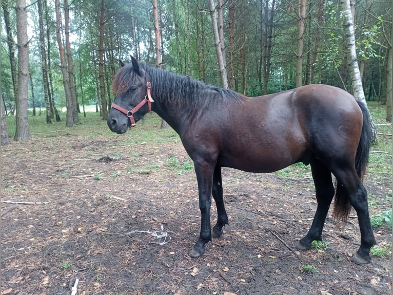 Hucul Hingst 1 år in Kolbuszowa