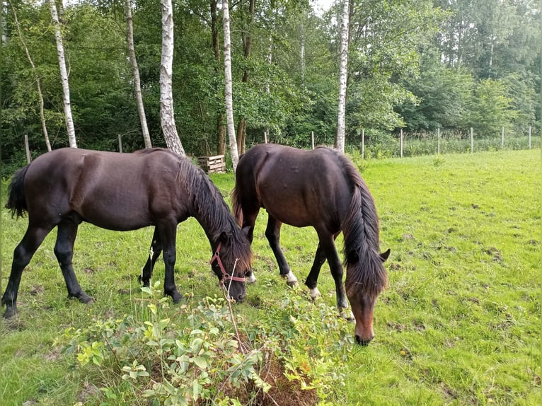 Hucul Hingst 1 år in Kolbuszowa