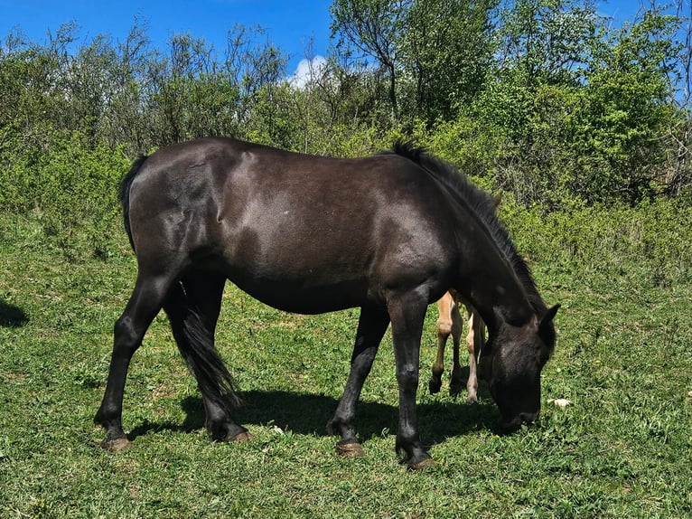 Hucul Hingst Föl (03/2024) Brun in Passau