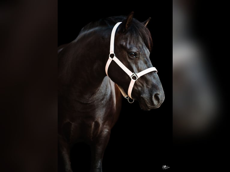 Huçul Hongre 10 Ans 140 cm Noir in Lubin