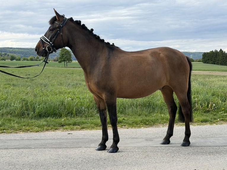 Huçul Hongre 10 Ans 144 cm Bai brun in Riedlingen