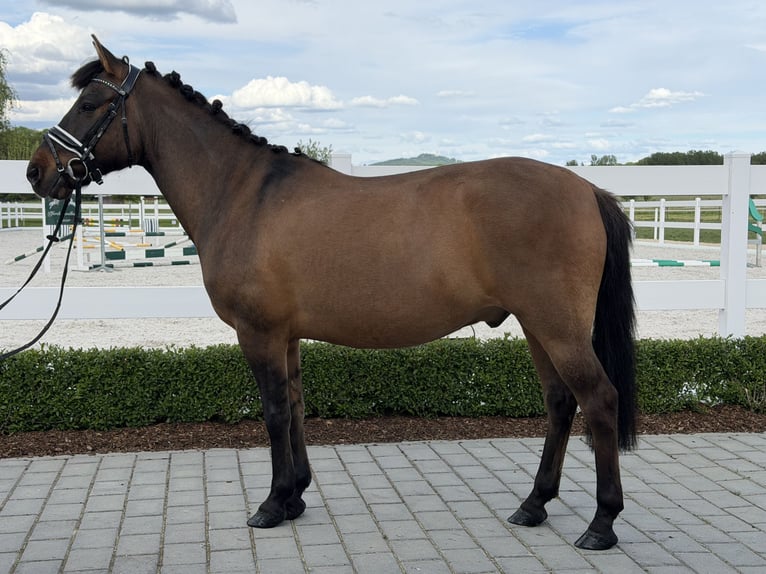 Huçul Hongre 10 Ans 144 cm Bai brun in Riedlingen