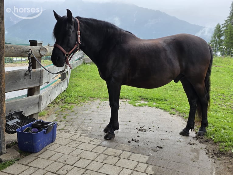 Huçul Hongre 10 Ans 150 cm Bai brun foncé in Mieming