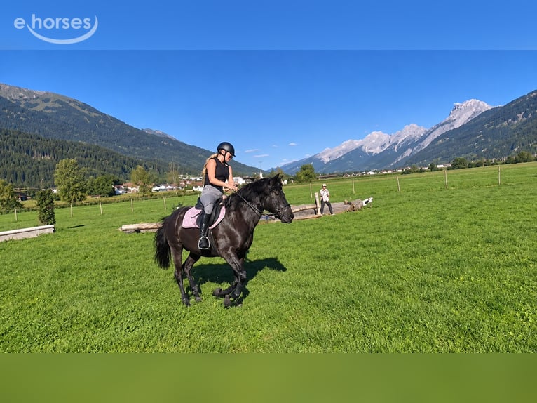 Huçul Hongre 10 Ans 150 cm Bai brun foncé in Mieming