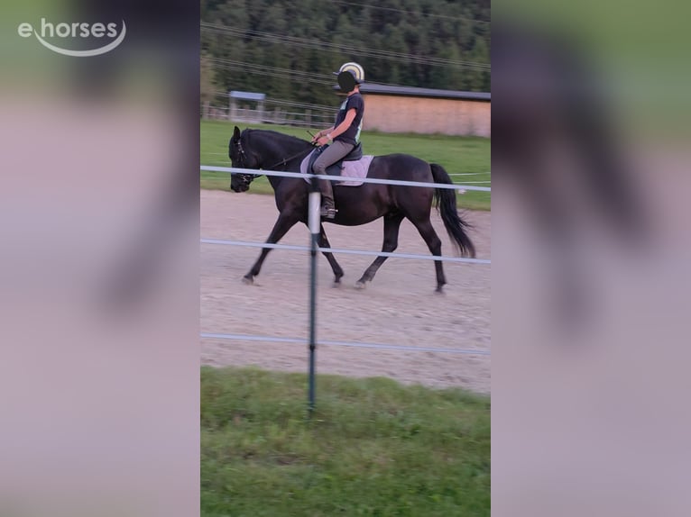 Huçul Hongre 10 Ans 150 cm Bai brun foncé in Mieming