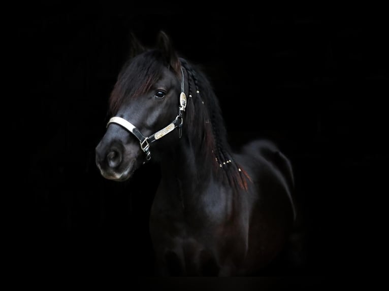 Huçul Croisé Hongre 10 Ans 155 cm Noir in Hadamar