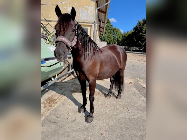 Huçul Croisé Hongre 10 Ans 155 cm Noir in Hadamar