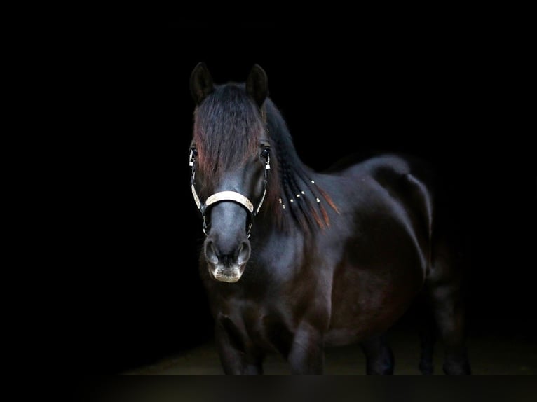 Huçul Croisé Hongre 10 Ans 155 cm Noir in Hadamar