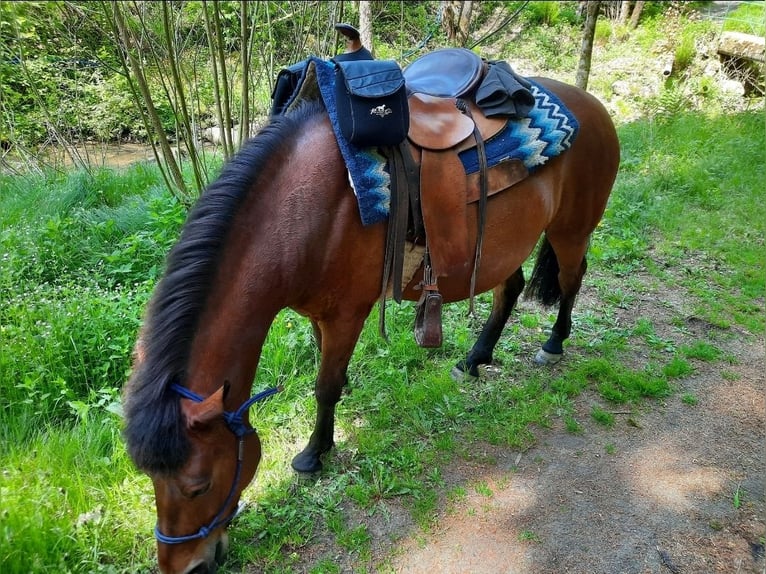Huçul Hongre 11 Ans 143 cm Bai in Neukirchen vorm Wald