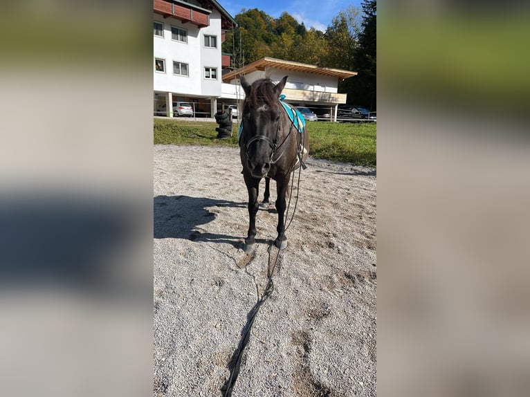 Huçul Hongre 11 Ans 144 cm Gris (bai-dun) in Niederndorf