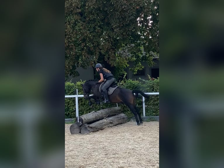 Huçul Hongre 12 Ans 138 cm Bai brun in Steinerkirchen