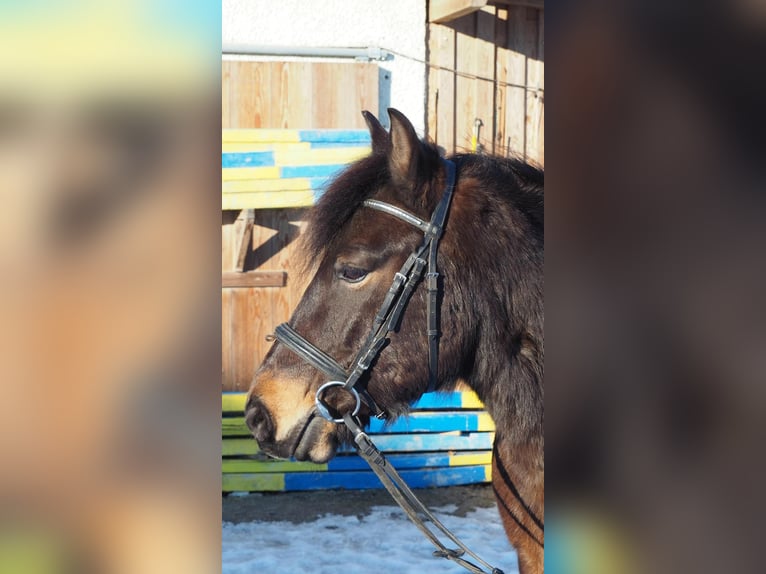Huçul Hongre 12 Ans 138 cm Bai brun in Steinerkirchen