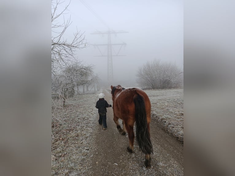 Huçul Hongre 12 Ans 140 cm Bai clair in Mundelsheim