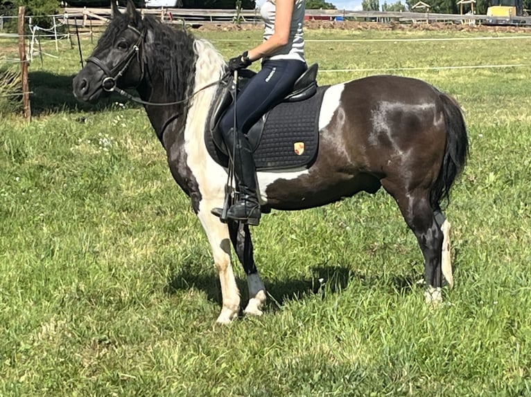 Huçul Hongre 12 Ans 144 cm Pinto in Ursensollen