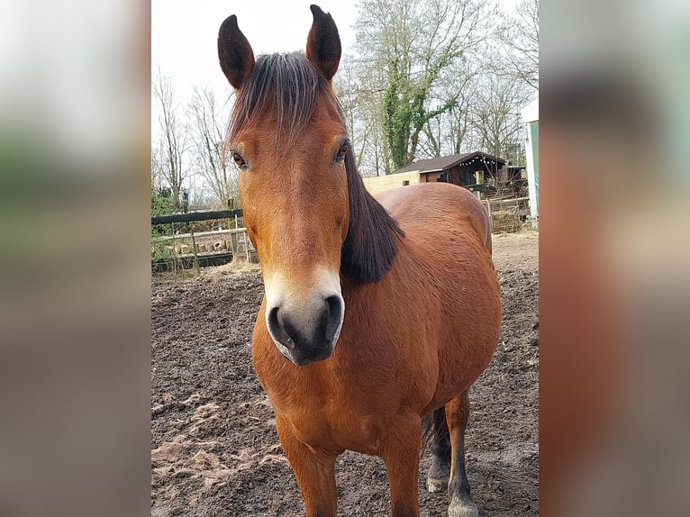 Huçul Croisé Hongre 12 Ans 146 cm Bai in Velbert