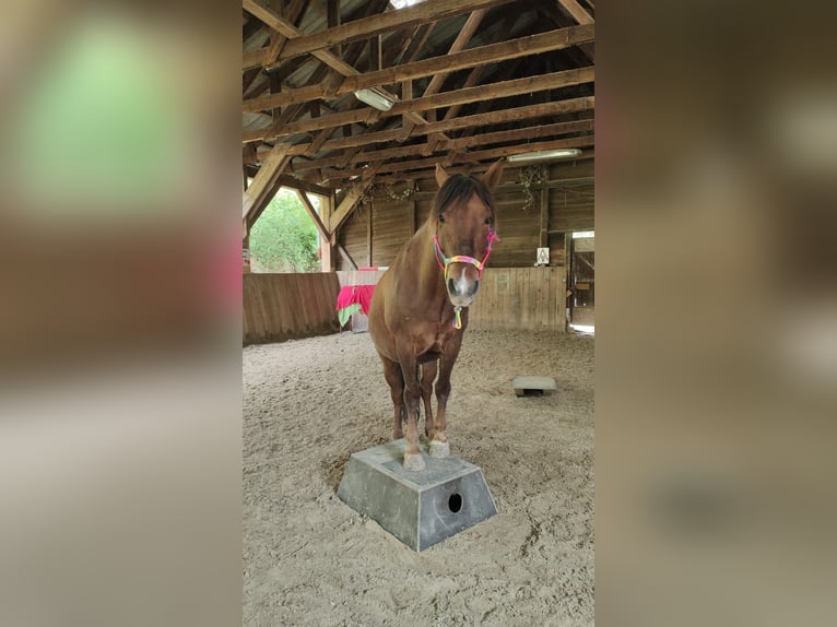 Huçul Hongre 12 Ans 148 cm Bai in Brunn am Gebirge