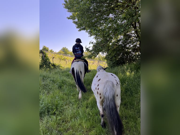 Huçul Croisé Hongre 13 Ans 137 cm Pinto in Weidling