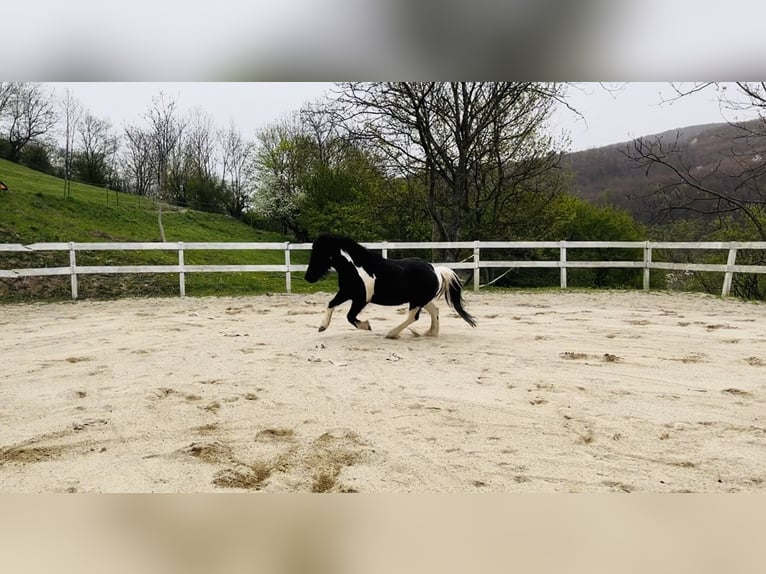 Huçul Croisé Hongre 13 Ans 137 cm Pinto in Weidling