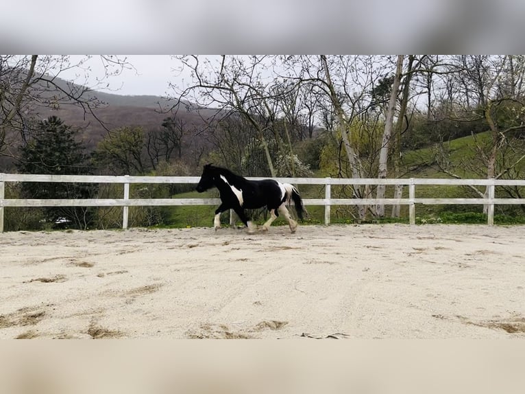 Huçul Croisé Hongre 13 Ans 137 cm Pinto in Weidling