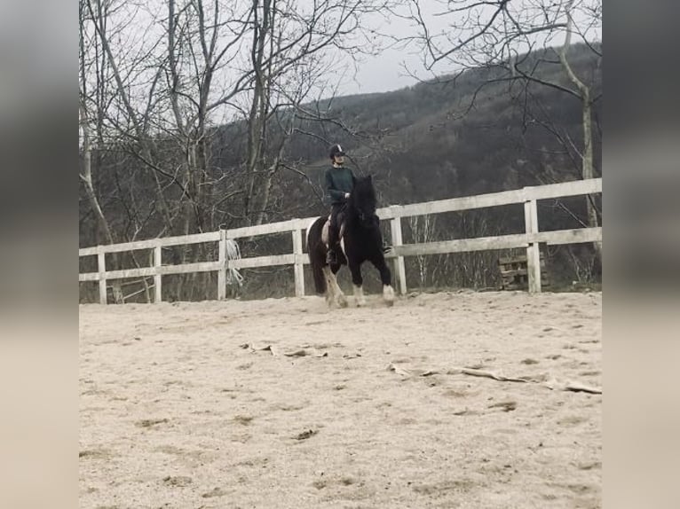 Huçul Croisé Hongre 13 Ans 137 cm Pinto in Weidling