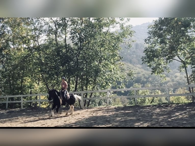 Huçul Croisé Hongre 13 Ans 137 cm Pinto in Weidling
