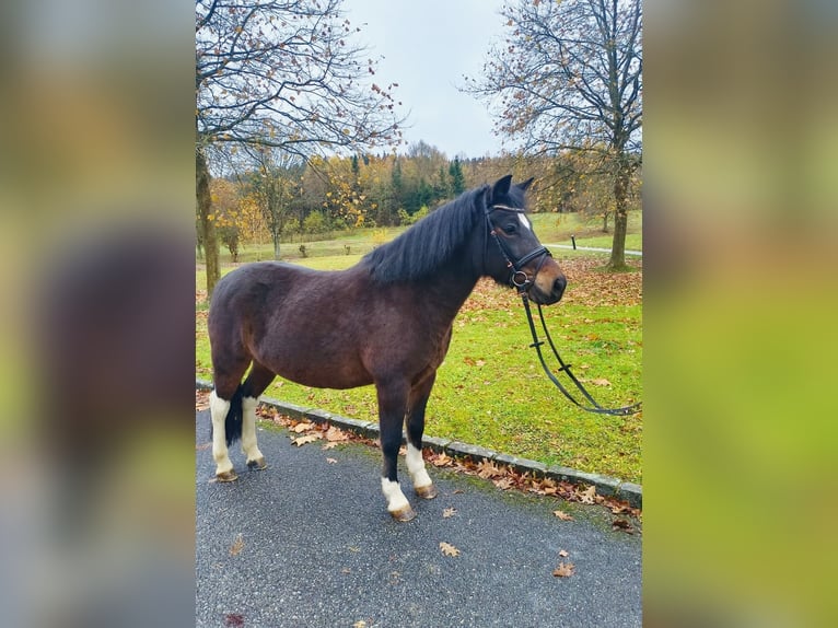 Huçul Hongre 13 Ans 140 cm Bai brun in Ampflwang