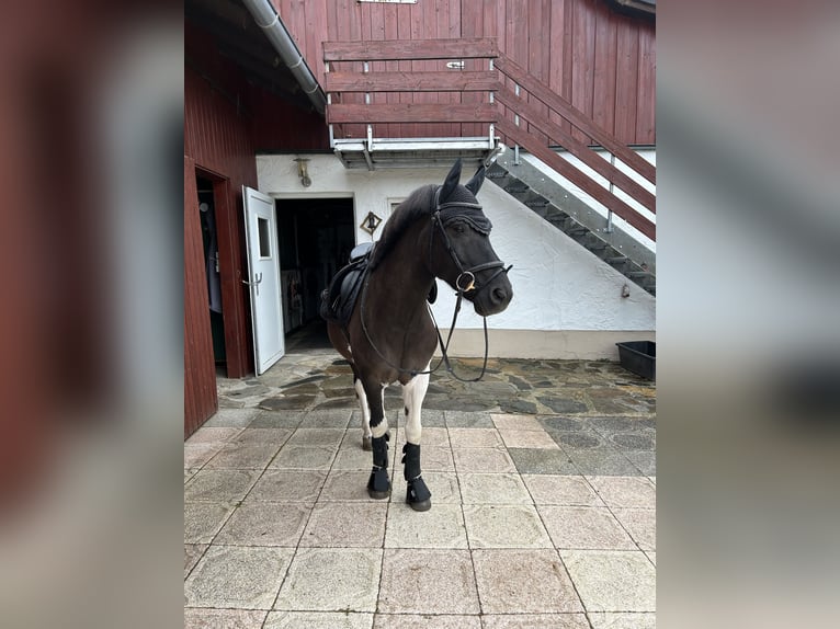 Huçul Hongre 14 Ans 139 cm Pinto in Furth im Wald