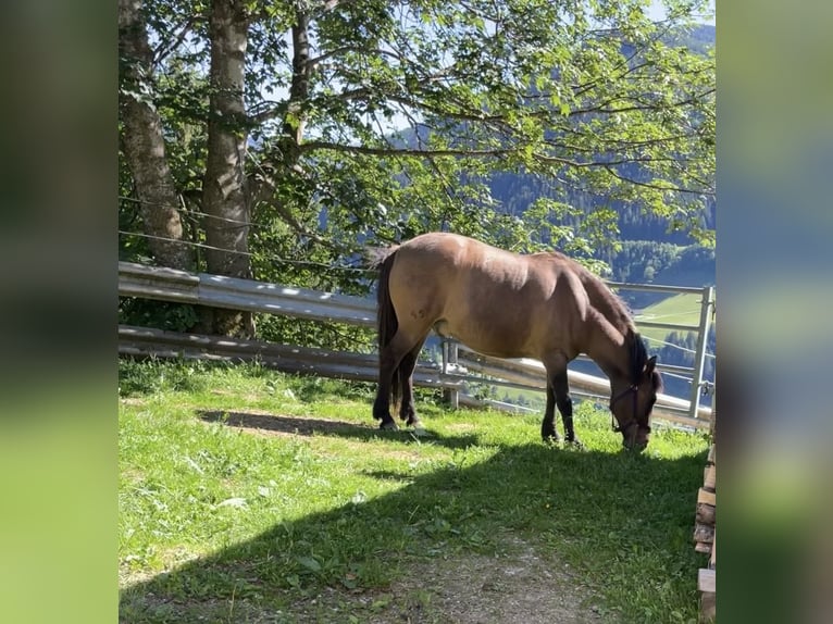 Huçul Hongre 15 Ans 145 cm Bai brun in Irdning-Donnersbachtal