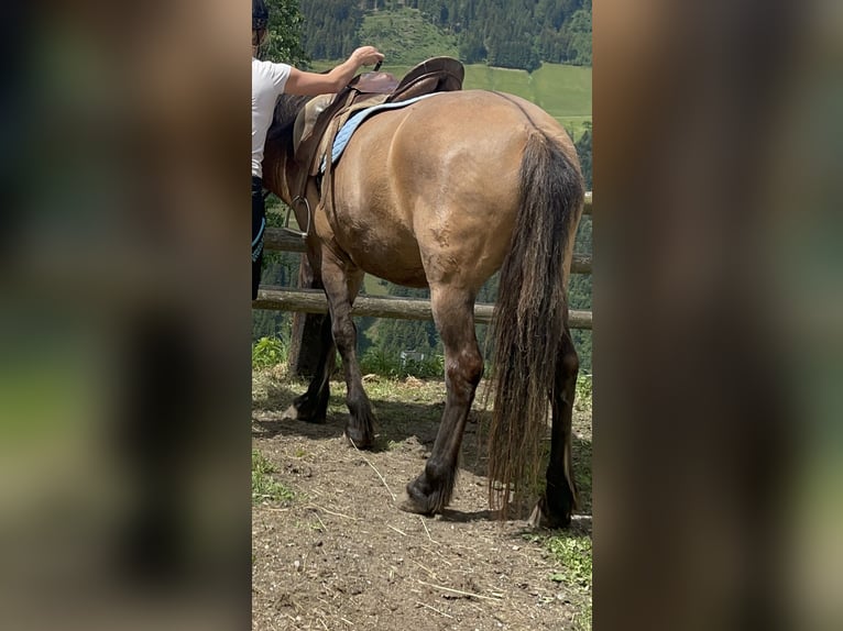 Huçul Hongre 15 Ans 145 cm Bai brun in Irdning-Donnersbachtal