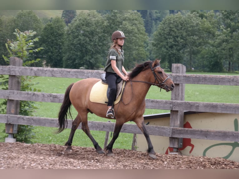 Huçul Hongre 15 Ans 145 cm Bai in Preunegg