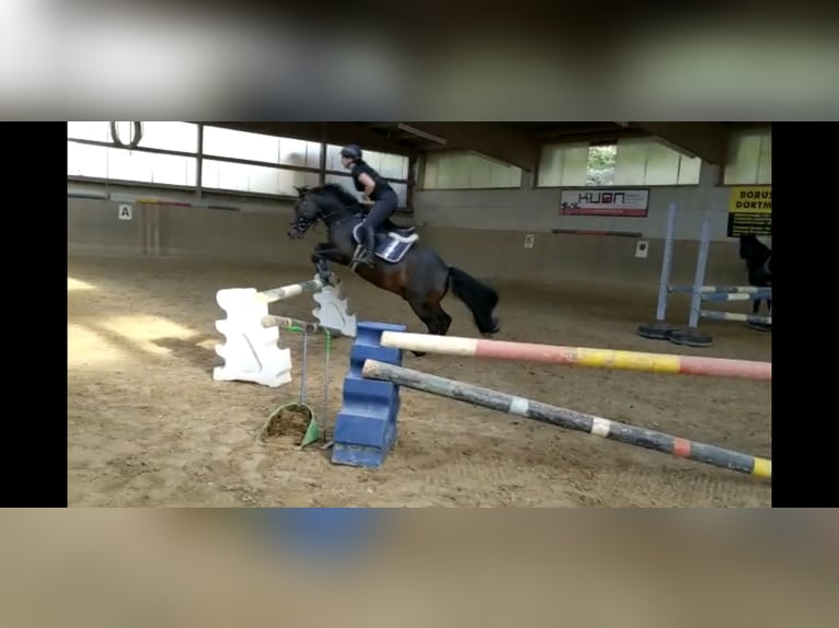 Huçul Hongre 16 Ans 145 cm Bai brun in Altensteig